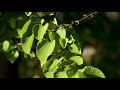 Cercidiphyllum Japonicum Katsura Tree Cercidiphyllum Japonicum Katsura Tree