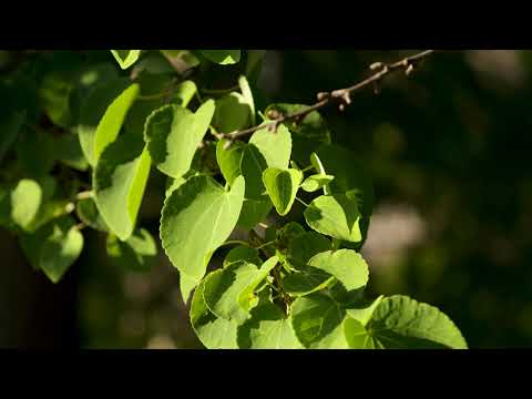 Video: Katsura Tree Care - Información sobre el cultivo de árboles Katsura