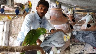 African Grey Parrot & Cockatiels Breeding Progress / Best Talking Bird In The World.