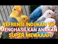 Indukan lovebird super mewah mampu menghasilkan anakan paling mahal