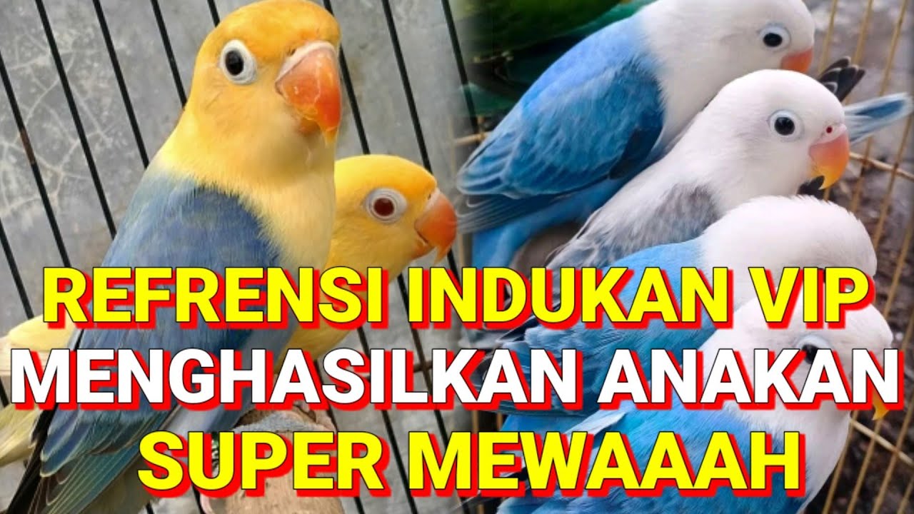 indukan-lovebird-super-mewah-mampu-menghasilkan-anakan-paling-mahal