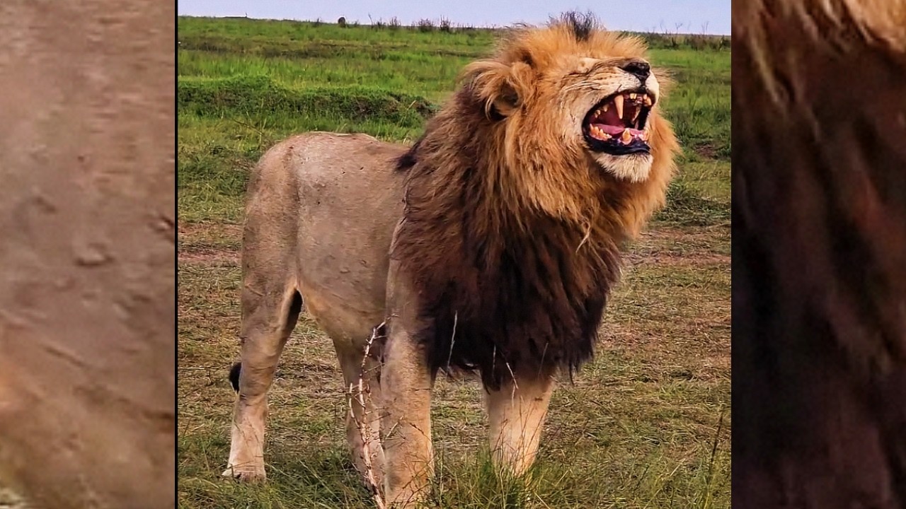 Huge One Eyed Male Lion Chongo Bilashaka Roaring | Masaimara | 17 ...