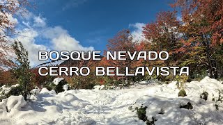 Bosque con nieve - Intento Cerro Bellavista | Bariloche, Patagonia Argentina
