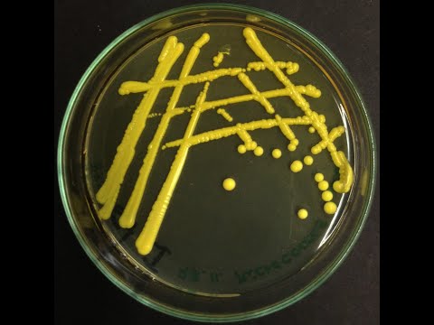 Видео: Может ли micrococcus luteus расти на агаре с маннитоловой солью?