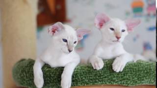 Siamese kittens - blue lynx and lilac lynx by CatteryJubatus 373 views 7 years ago 10 seconds