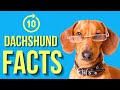 Dachshund Top 10 Facts ( Every New Owners Must Know )