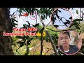 trik pikat burcil tanpa MP3 paling ampuh.!!! || spp vlog