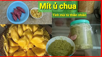 Bài mồi mít ủ chua câu cá trắm,chép,trôi cực kỳ hiệu quả