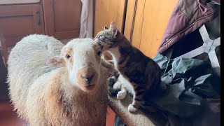 Cat Trying To play and eat pet Lamb by Lee Walters 4,467 views 5 months ago 1 minute, 26 seconds