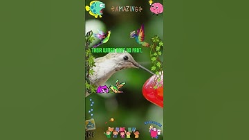 The Hummingbird Hover: The Only Bird That Can Fly Backwards 🌸🐦  #hummingbirds #educationalvideo