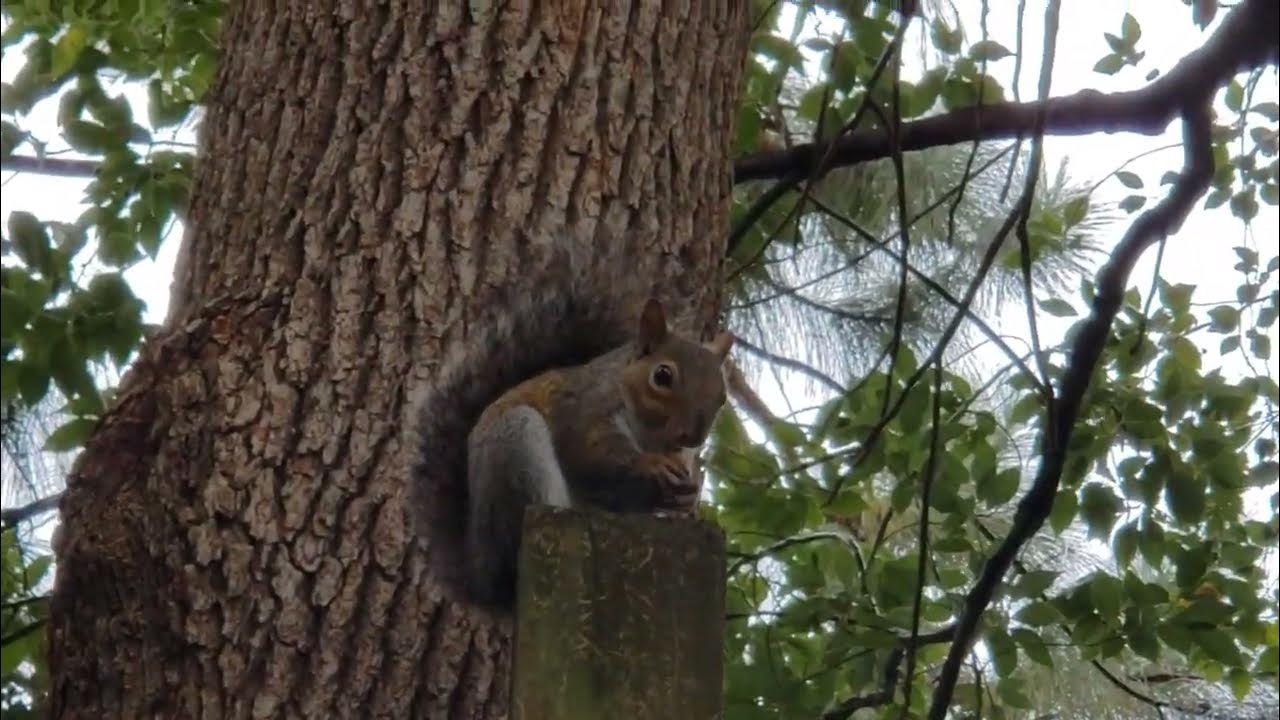 Squirrel "Lock Jaw" Back with a Friend YouTube