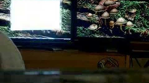 Re: Re: WINDOWS VISTA AERO VS LINUX UBUNTU BERYL