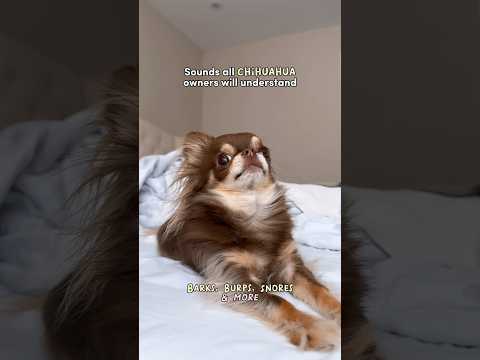 You Won T Believe The Sounds My Chihuahua Makes Is Your Dog A Vocal Virtuoso Too