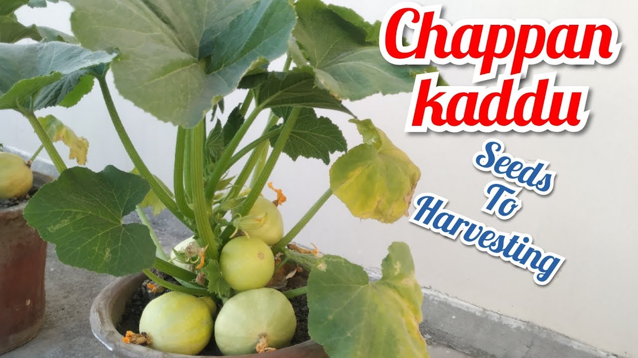 How to grow Cuppipe pumpkin / Chappan Kaddu Organically छप्पन कड्डू कैसे उगाए کپپپ قددو کیسے