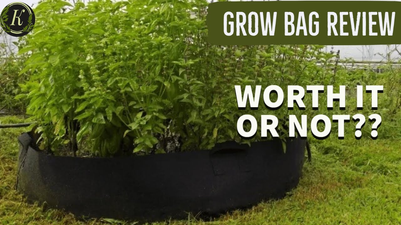 Grow Bags Review & Suggestions Plants in Grow Bags YouTube