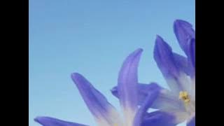 Giorgos Mazonakis : Di lai lai la