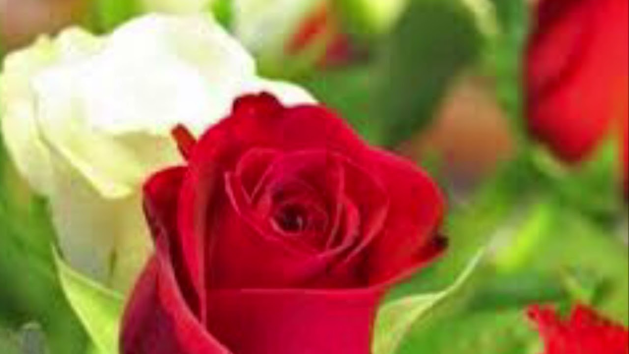 Oh rose give me a little smell and come my dear  Alka Yagnik 