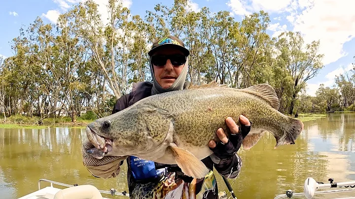 MURRAY COD opening 2025-26 (Best Fish on the LAST CAST!)