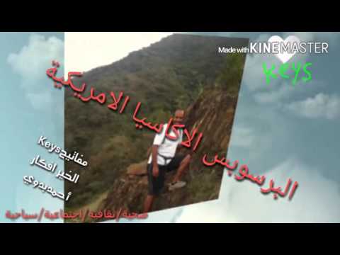 شجرة البرسوبس اضراره وفوائدة والقضاء عليه