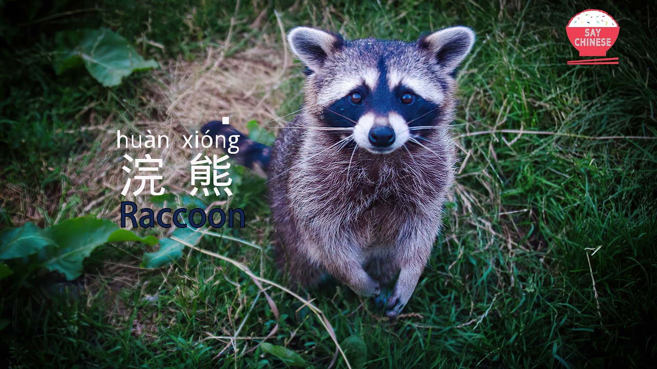 How to say Raccoon in Chinese | 浣熊 huan xiong | say chinese real human