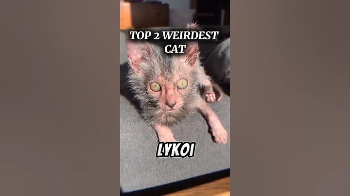 Video 11260391: hairless sphynx, cat