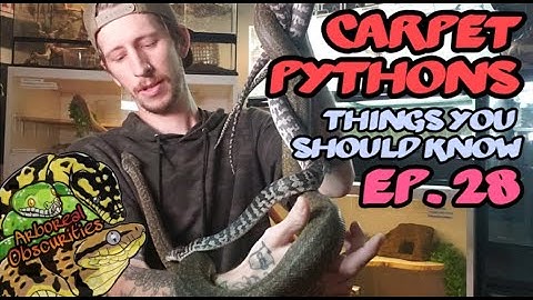 Ep. 28| Getting to know a Variety of Carpet Pythons! Axanthic, Albino, Granite, and MORE!!