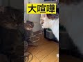 猫同士の大喧嘩#shorts