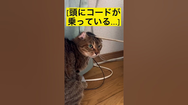 猫同士の大喧嘩#shorts