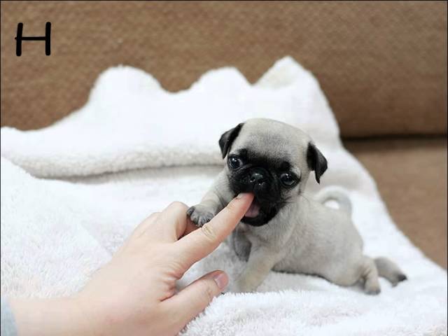 micro mini pugs for sale