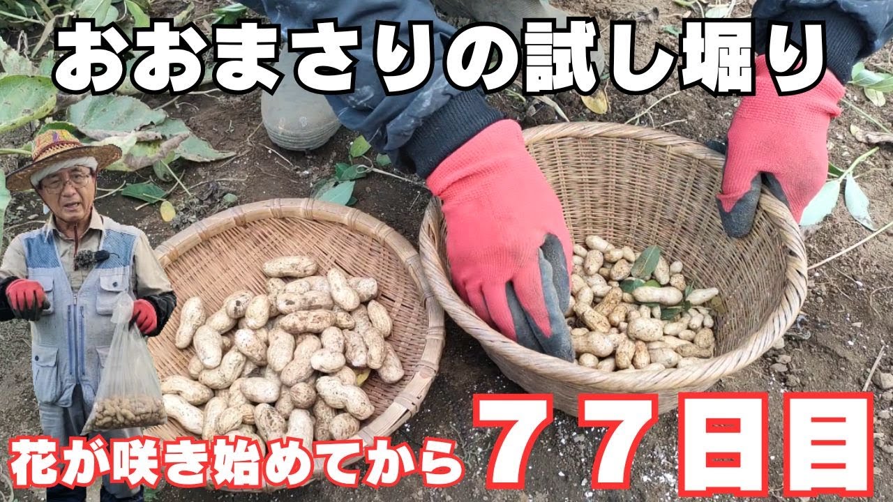 Trial digging of Omasari [77th day since flowers began to bloom