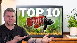 Top 10 UNIQUE Fish for a 10 Gallon Aquarium