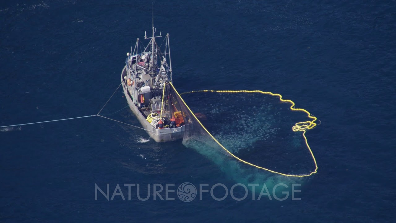 Aerial Coastal Alaska,fishing boat (purse seine?) with net full of fish 