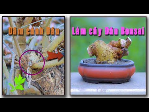 Video DÂM cành DÂU đẹp làm cây BONSAI Mini, rất dễ mà ít... - youtube