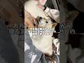 お布団が敷かれてから寝るまで至れり尽くせりの接待を受ける柴犬　#shorts #柴犬 #犬 #dog