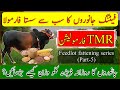Total Mix Ration TMR formulation for Feedlot animals|Kisan News Feedlot Fattening Series part 5