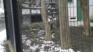 親離れしたユキヒョウの子供たち(円山動物園)