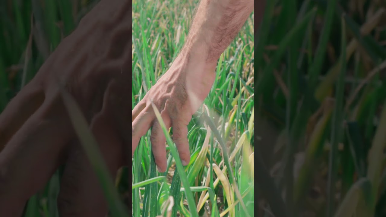 From Molise, with Love 🤎