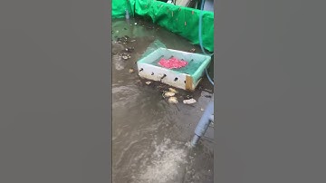 Cá lau kiếng nuôi bể bạc vỗ béo tận dụng nguồn thức ăn dư thừa của ốc bưu vàng và ốc bưu vàng con.