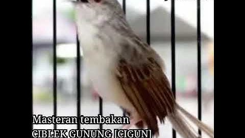 Masteran tembakan brenn jangkrik Ciblek gunung [cigun] tembak mati terbaru!!!