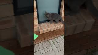 Playfulness at its most #cat#chartreux#funny #shorts#kitten #cute #shortvideo#cats