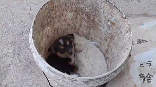 The dog was discarded by its owner in the garbage can. In order to eat the garbage to satisfy his h