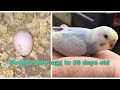 Budgie from egg to 30 days