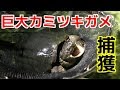 巨大カミツキガメの捕獲に成功！！