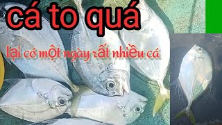 một buổi sáng cá bè ăn thật phê