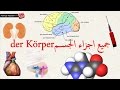 جميع اجزاء و اعضاء جسم الانسان 50 جزء مهمة للطب - تعلم اللغة الالمانية مع اللفظ der Körper