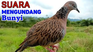 Download Lagu Pikat Tekukur Gacor Suara Besar Ampuh MEMANGGIL LAWAN MP3 Download Lagu Pikat Tekukur Gacor Suara Besar Ampuh MEMANGGIL LAWAN MP3