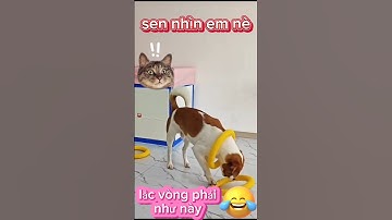 Cười đau bụng với cún cưng đáng yêu #paranormal #funny  #petsandghosts #animals @Vunghiavlog