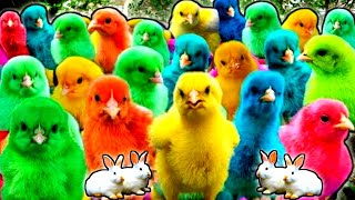 Colorful Chickens, World Cute Chickens, Rainbows Chickens, Cute Ducks, Cat, Rabbit, Cute Animals