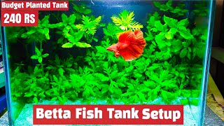 Betta Fish Tank || Planted Tank setup for Fighter fish || 240 Rs Lowest Price Planted fish tank