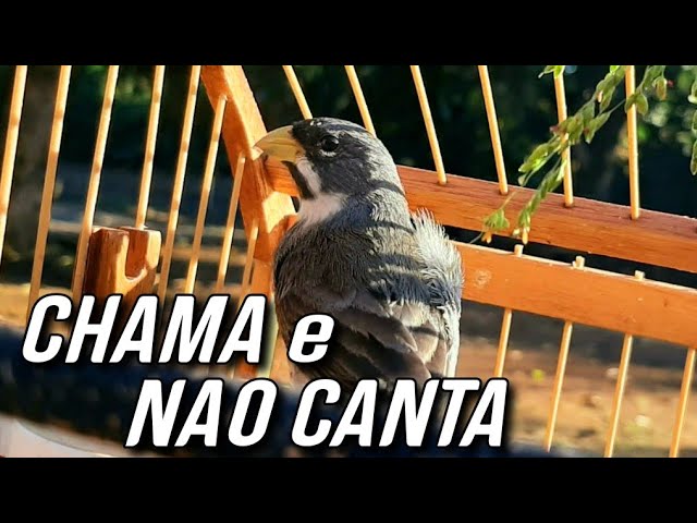 Meu Coleiro só Chama e Não CANTA class=